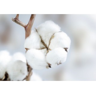 Japanese organic VAPE cotton